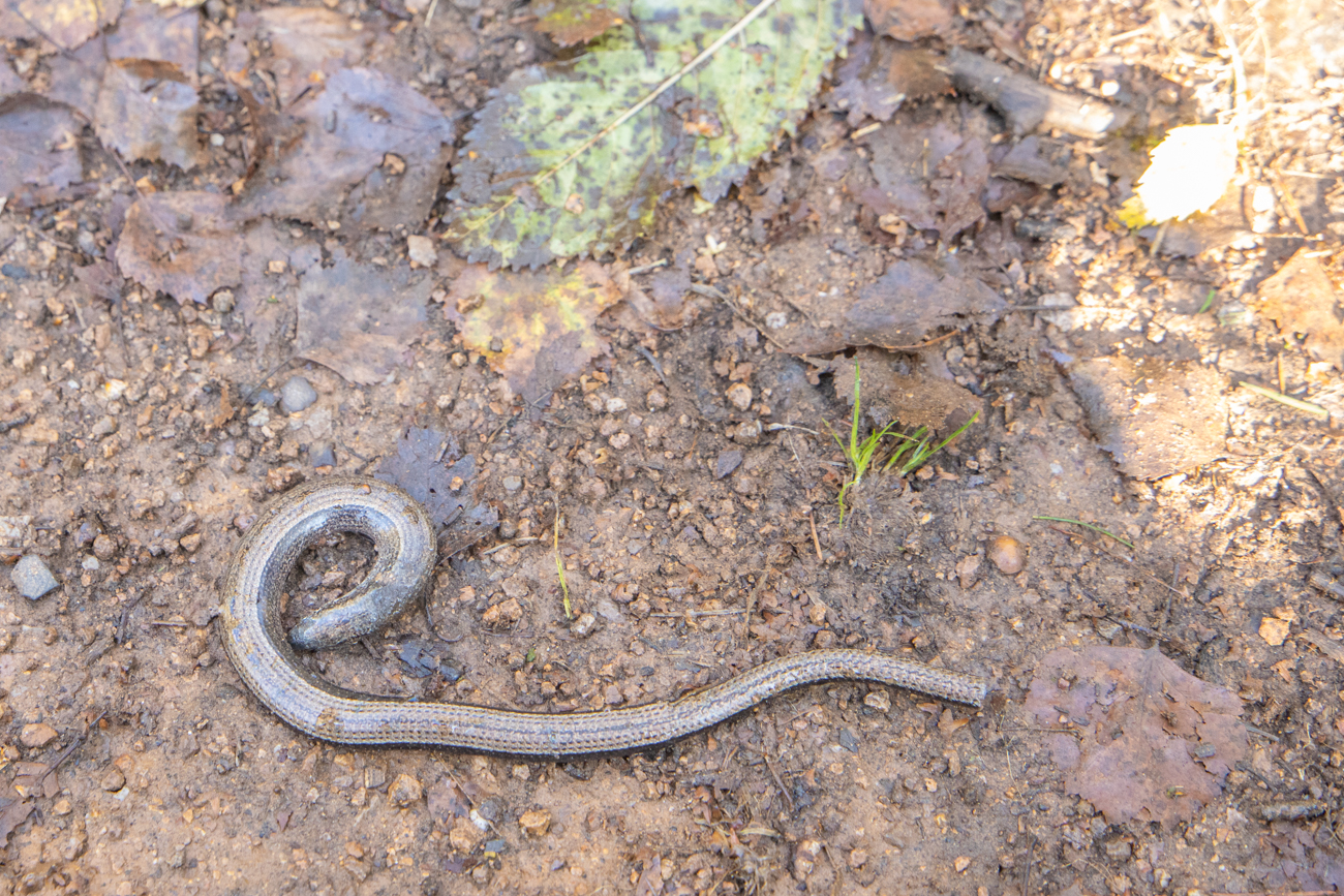 Die Blindschleiche ist wohl nicht mehr am Leben :-(