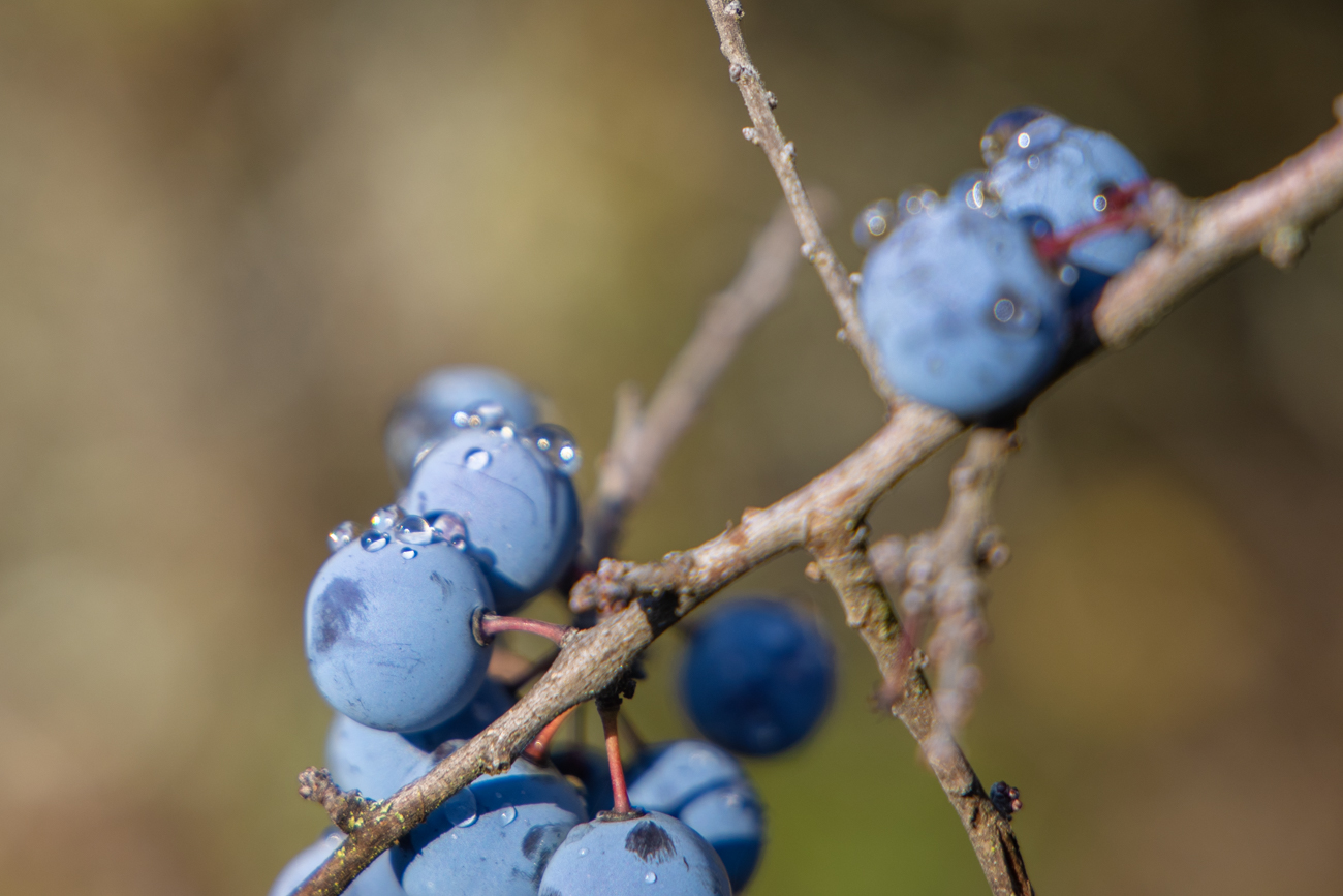 Schlehenbeeren