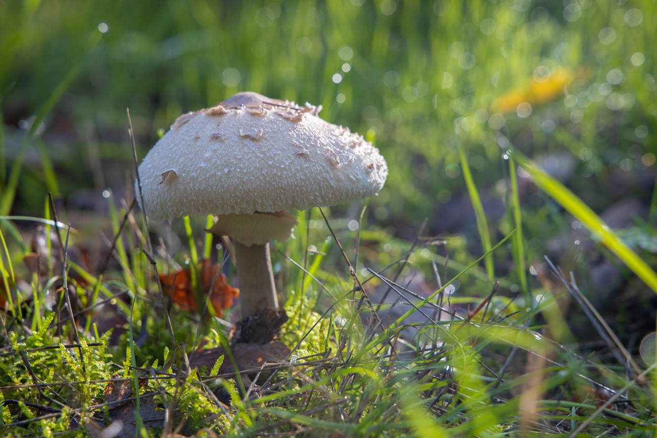 Junger Parasol im Morgentau