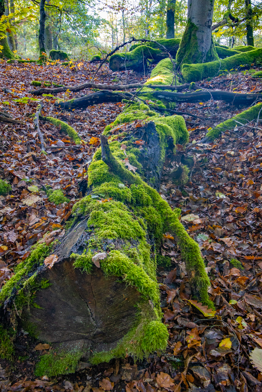 Vermooster alter Stamm