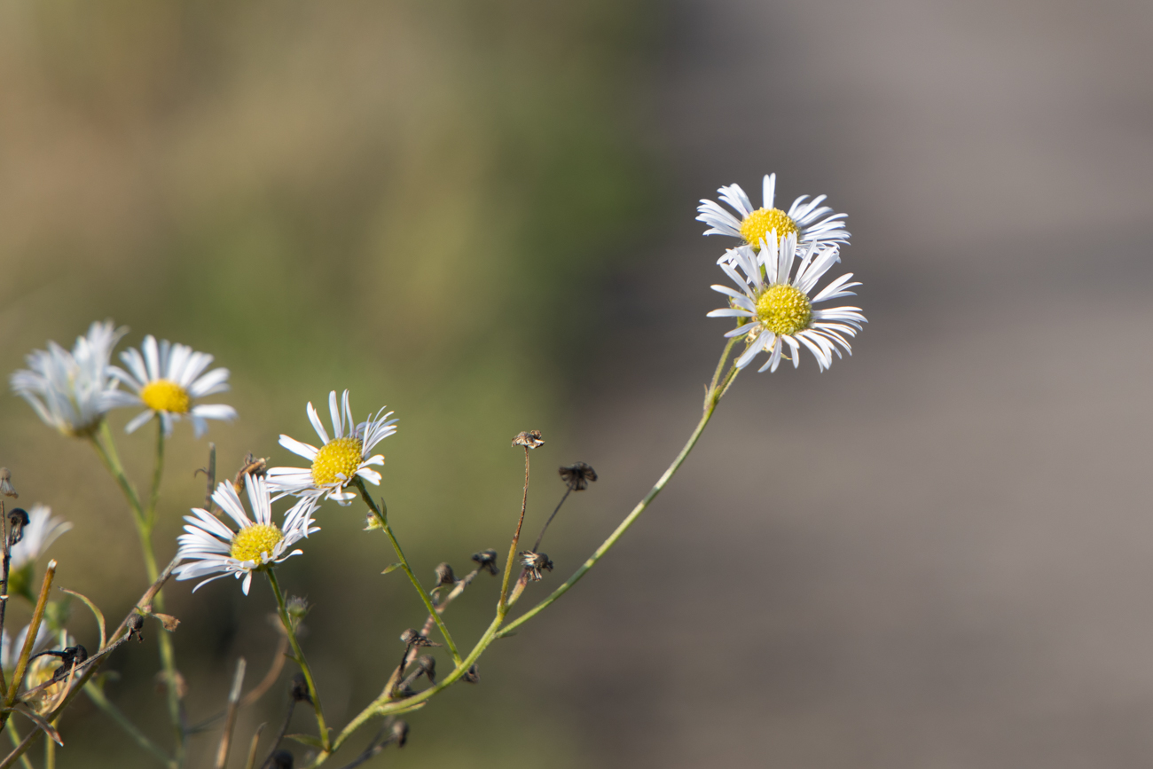 Feinstrahl [Erigeron annuus], auch Wei&szlig;es Berufkraut oder Einj&auml;hriges Berufkraut