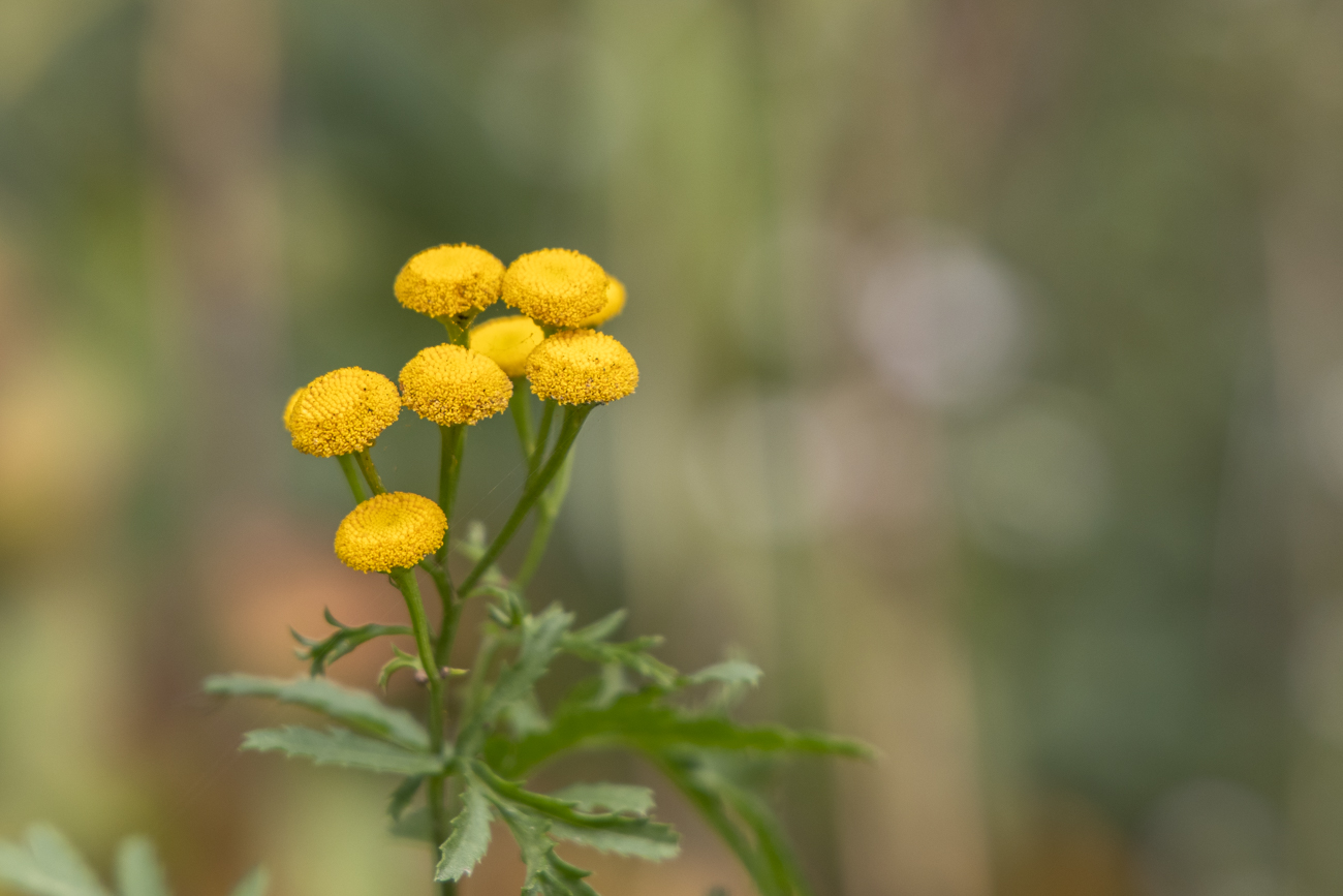 Gemeiner Rainfarn [Tanacetum vulgare]