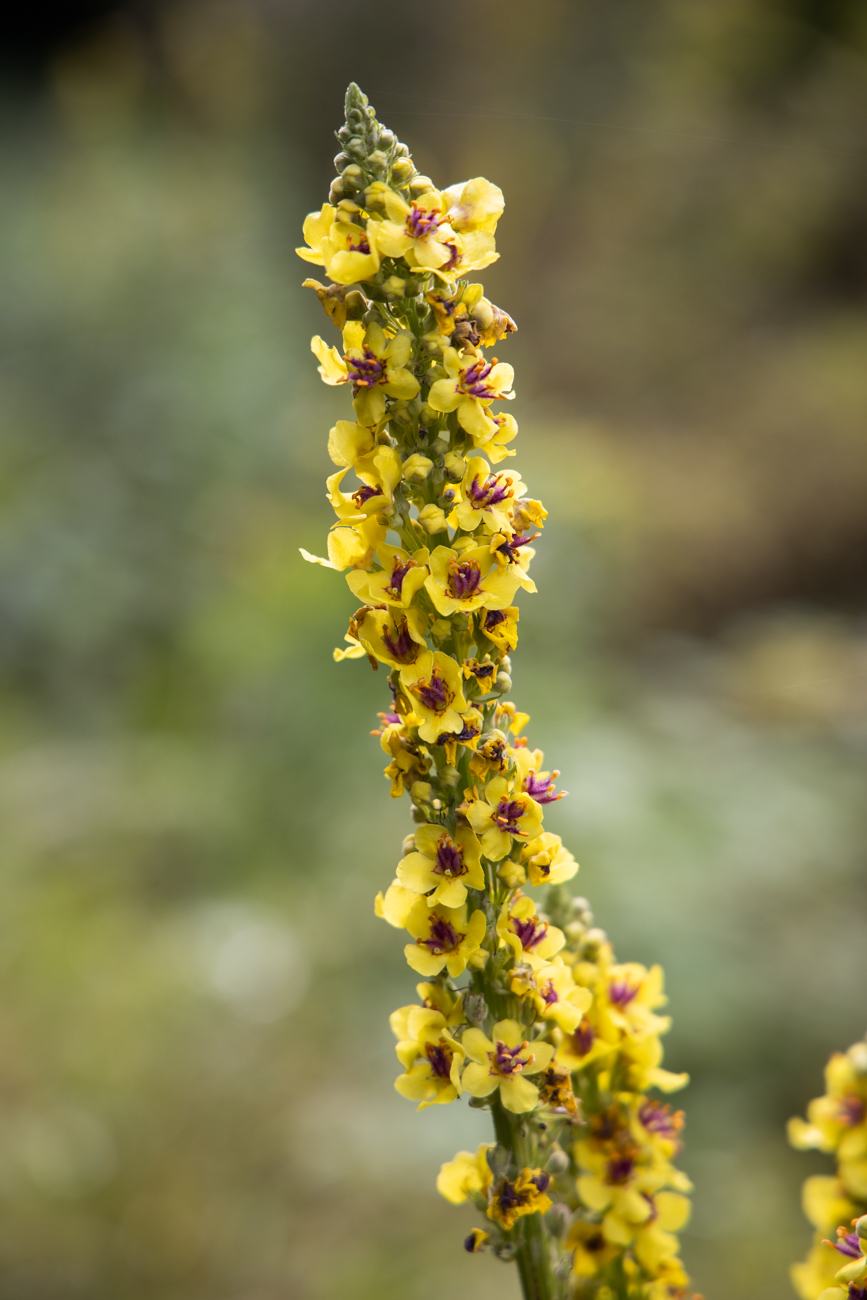 Schwarze K&ouml;nigskerze [Verbascum nigrum], auch Dunkel-K&ouml;nigskerze genannt