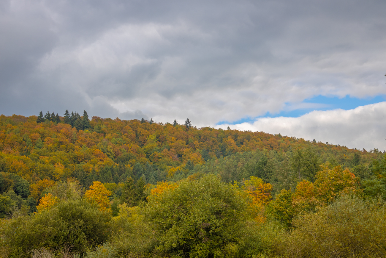 Herbstwald
