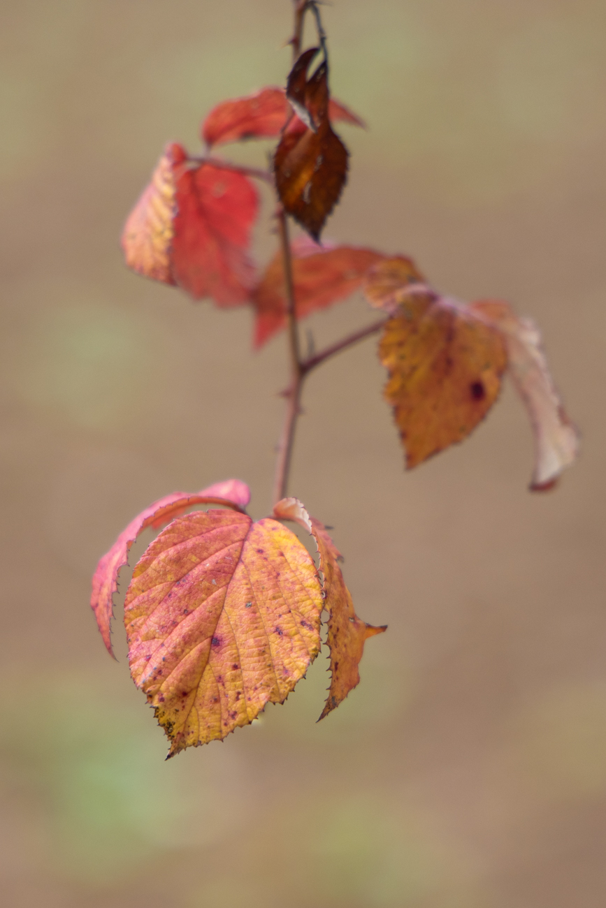 Brombeerbl&auml;tter