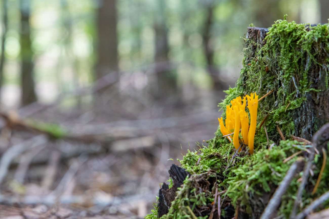 Goldgelbe Koralle, auch als Ziegenbart bekannt