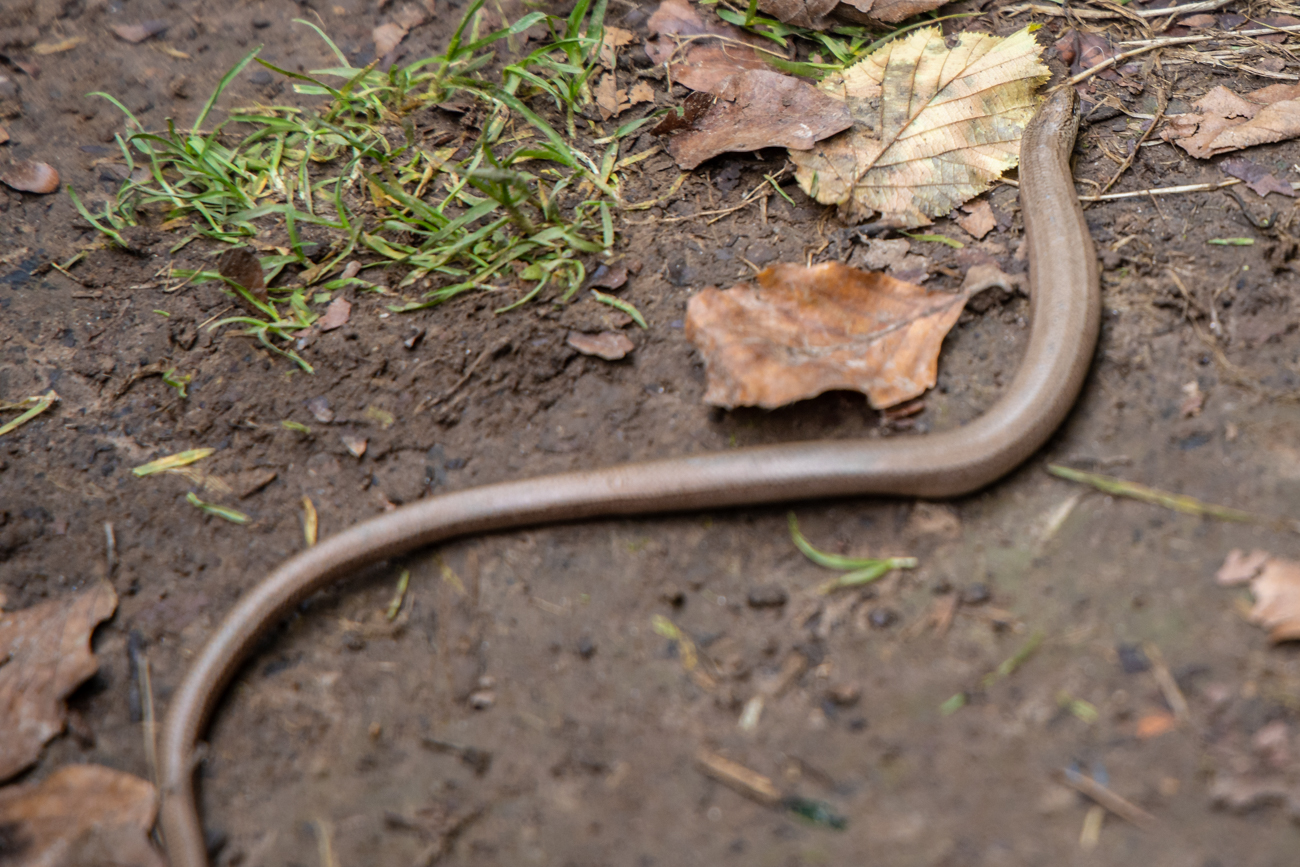 ... diesmal lebendig
