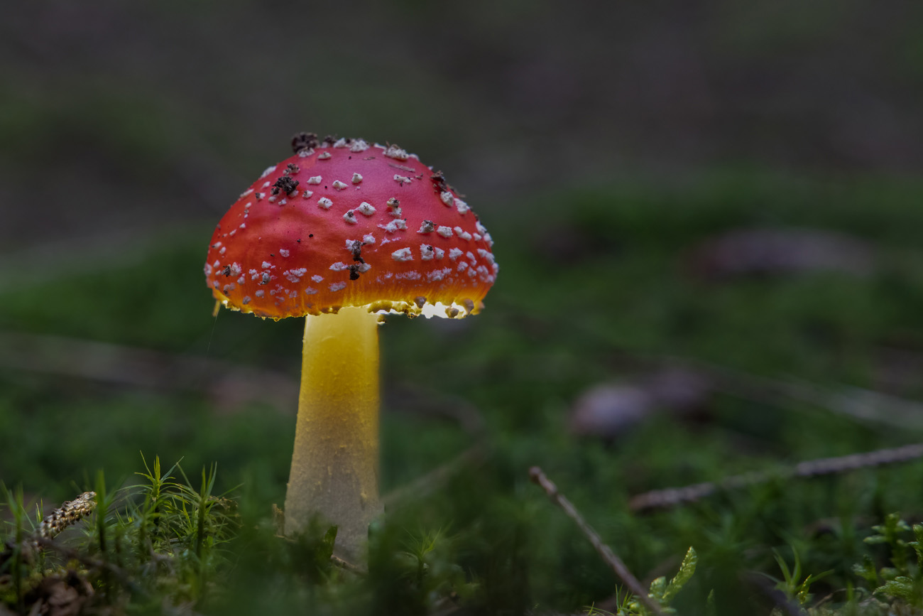 ... aus der braun-gr&uuml;nen F&auml;rbung des Waldbodens hervor