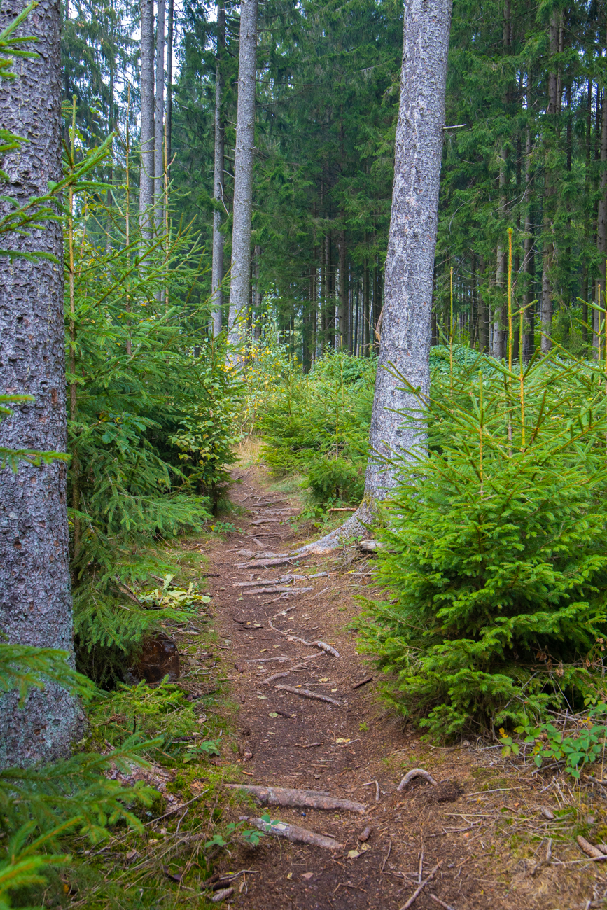 Pfad durch junge Nadelb&auml;ume