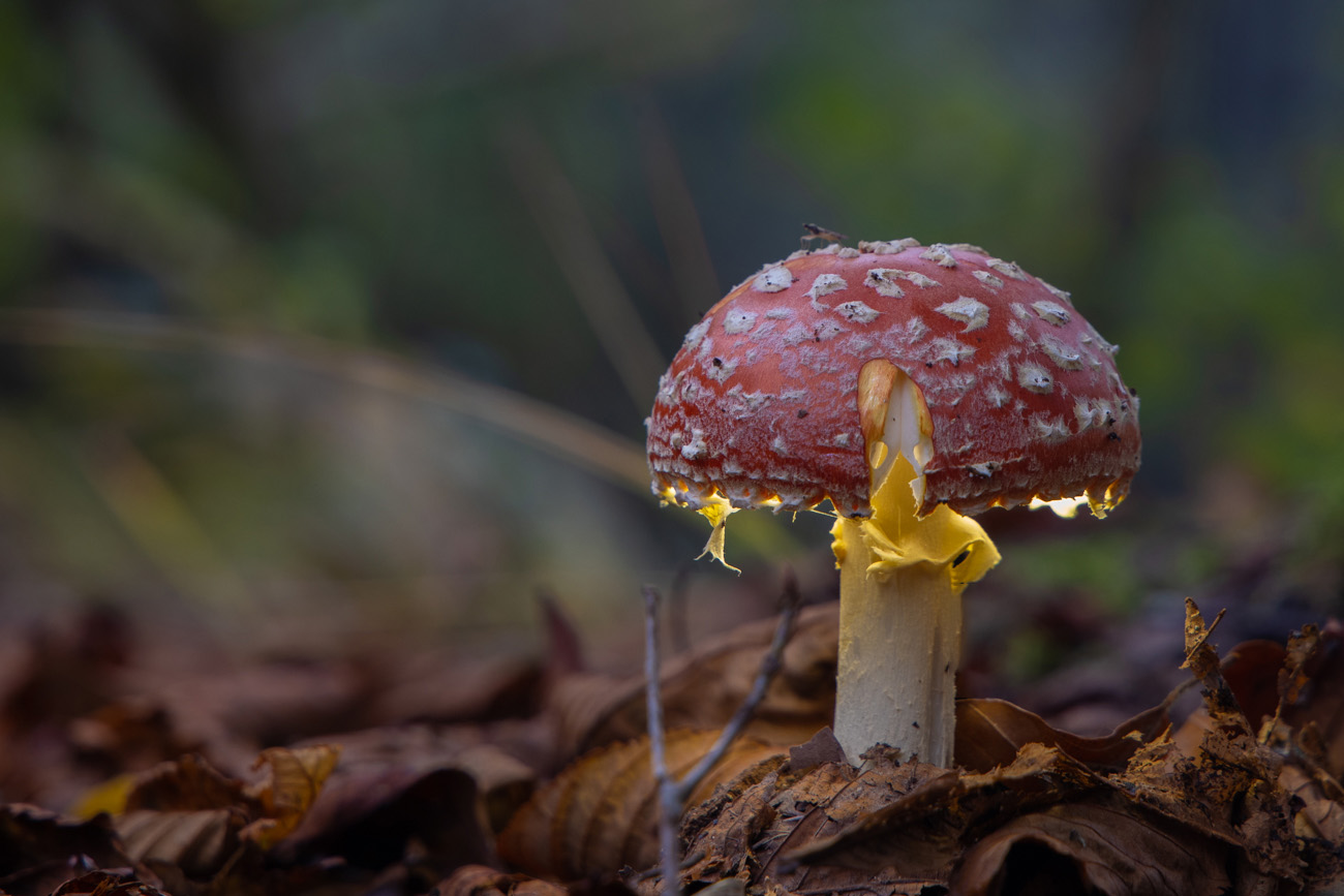 Noch ein sch&ouml;ner Fliegenpilz ...