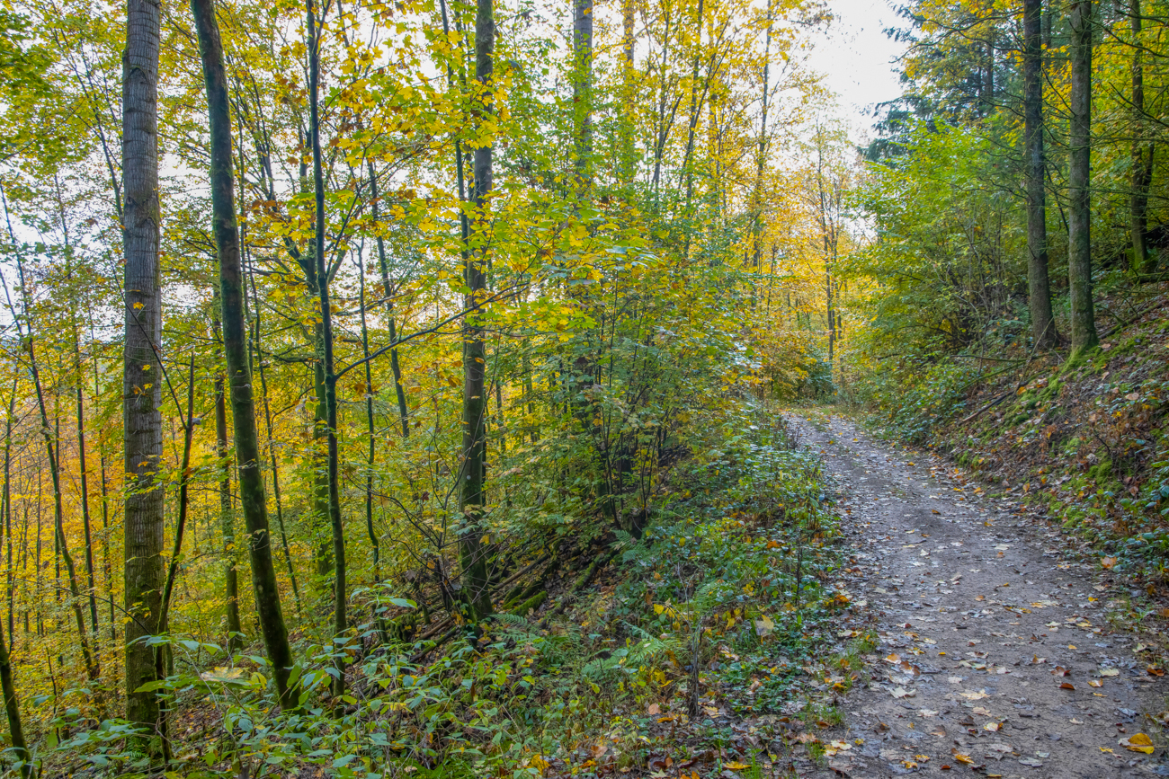 Herbstwald