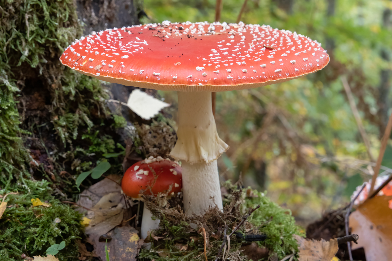 Beschirmter Nachwuchs