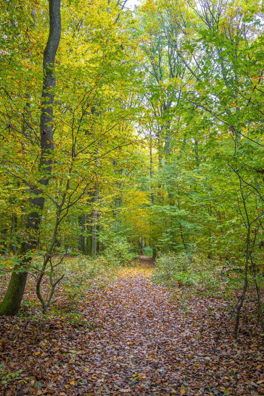 Belaubter Waldweg
