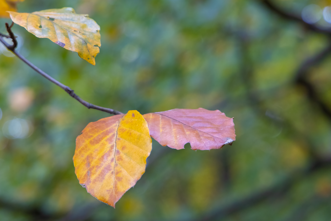 Herbstlaub