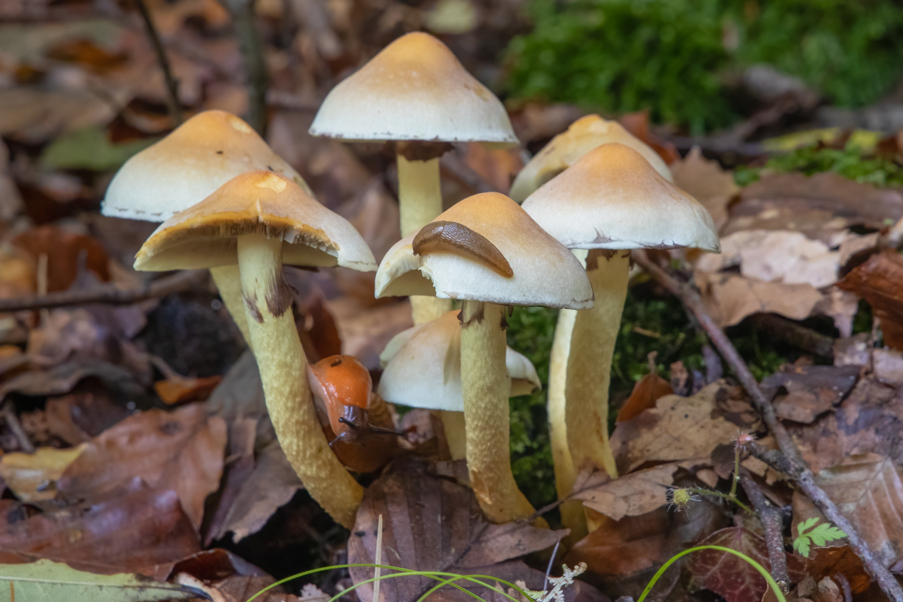 Pilzgruppe mit Schneckenbesuch