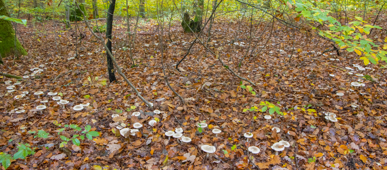 Hexenringe oder Feenringe werden halbrunde oder runde Wuchsbilder von Pilz-Fruchtk&ouml;rpern bezeichnet die dadurch entstehen, dass das Myzel eines Pilzes in alle Richtungen gleich schnell w&auml;chst
