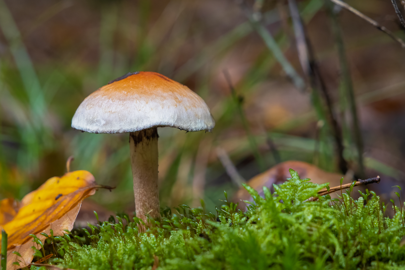 Sch&ouml;ner Fruchtk&ouml;rper