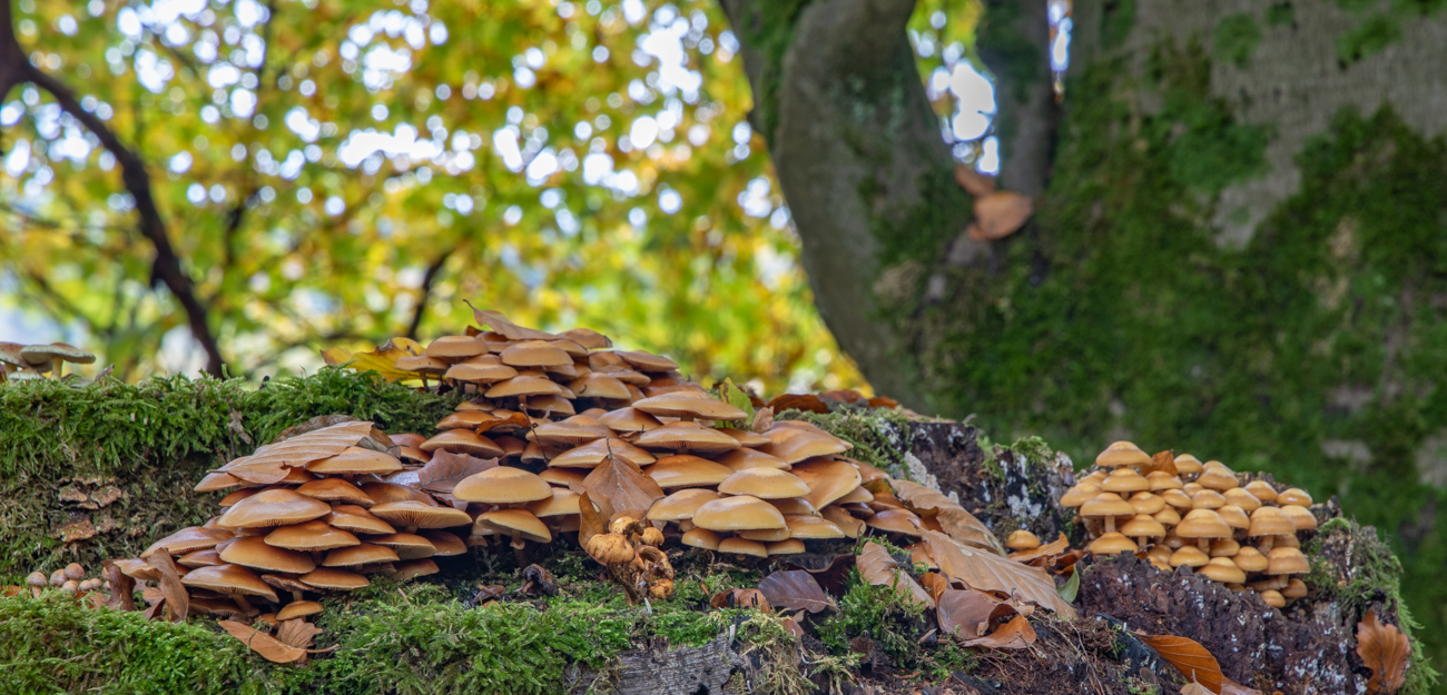 Unz&auml;hlige Pilze