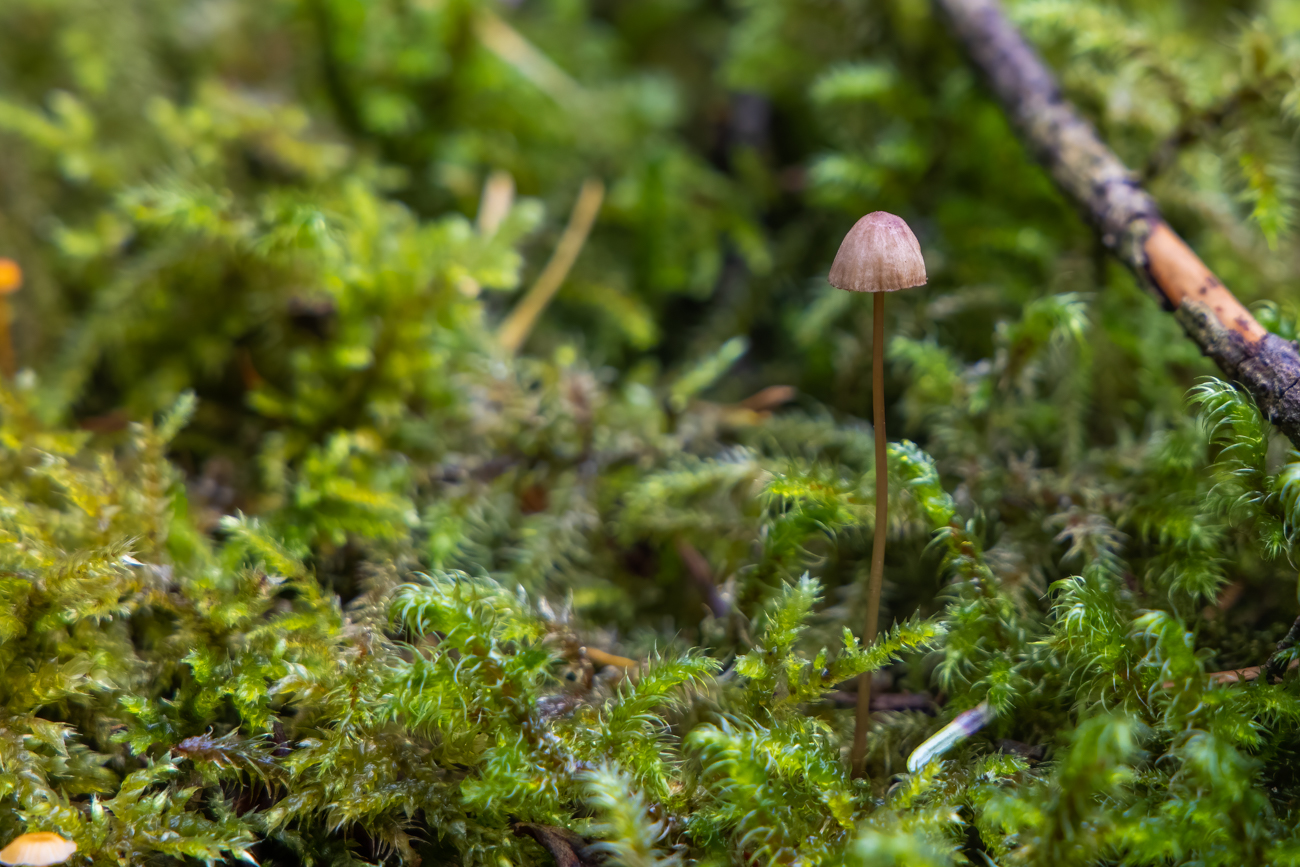 Winziger Pilz, ca. 4 mm