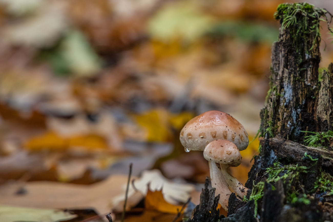 Dem Baumstumpf entwachsen