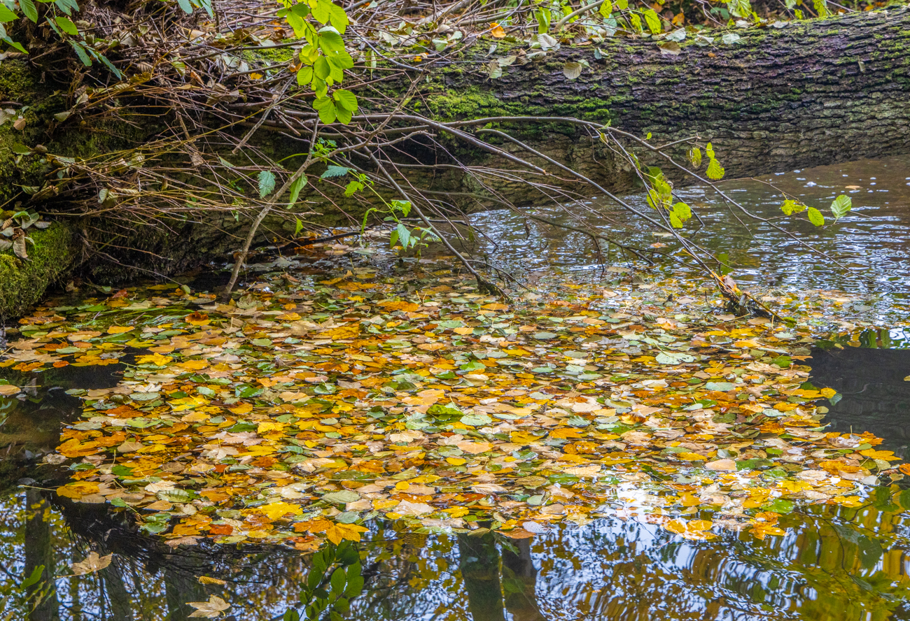 Herbstlaub