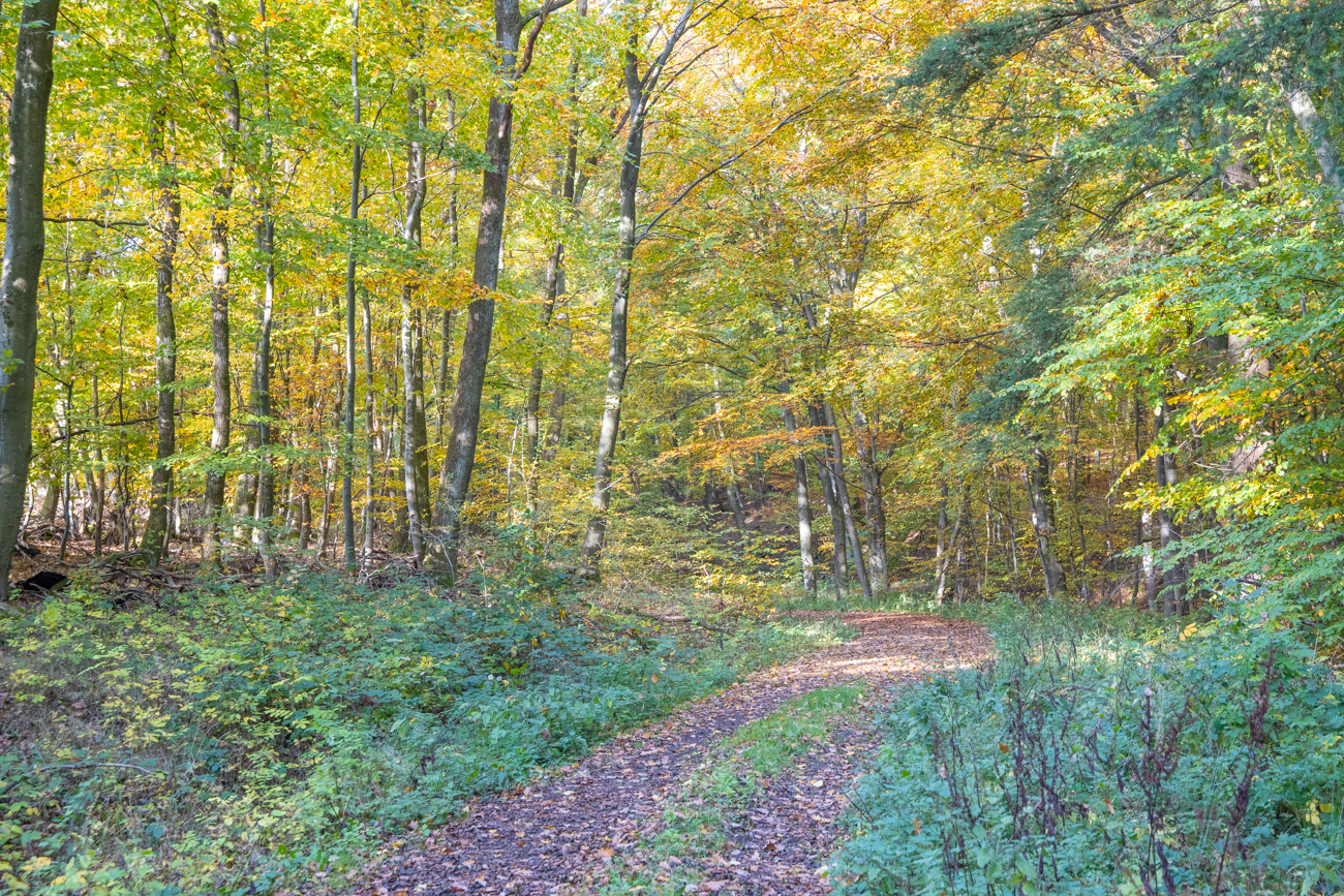 Noch leuchtet dioe Sonne durch das Bl&auml;tterdach