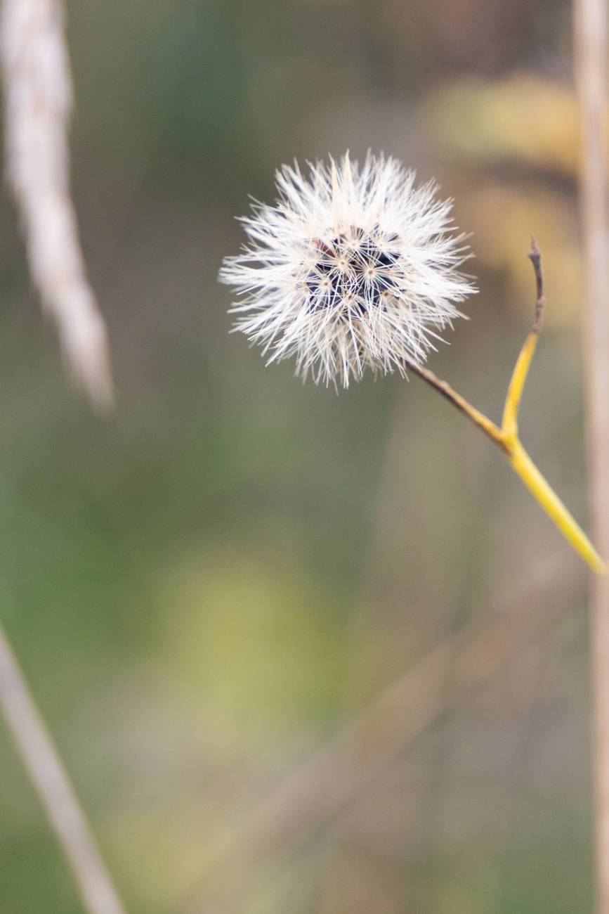 Noch gibt es Samentr&auml;ger