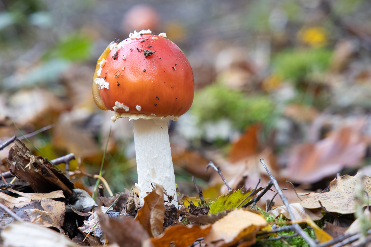 Fliegenpilz mit Schnecke