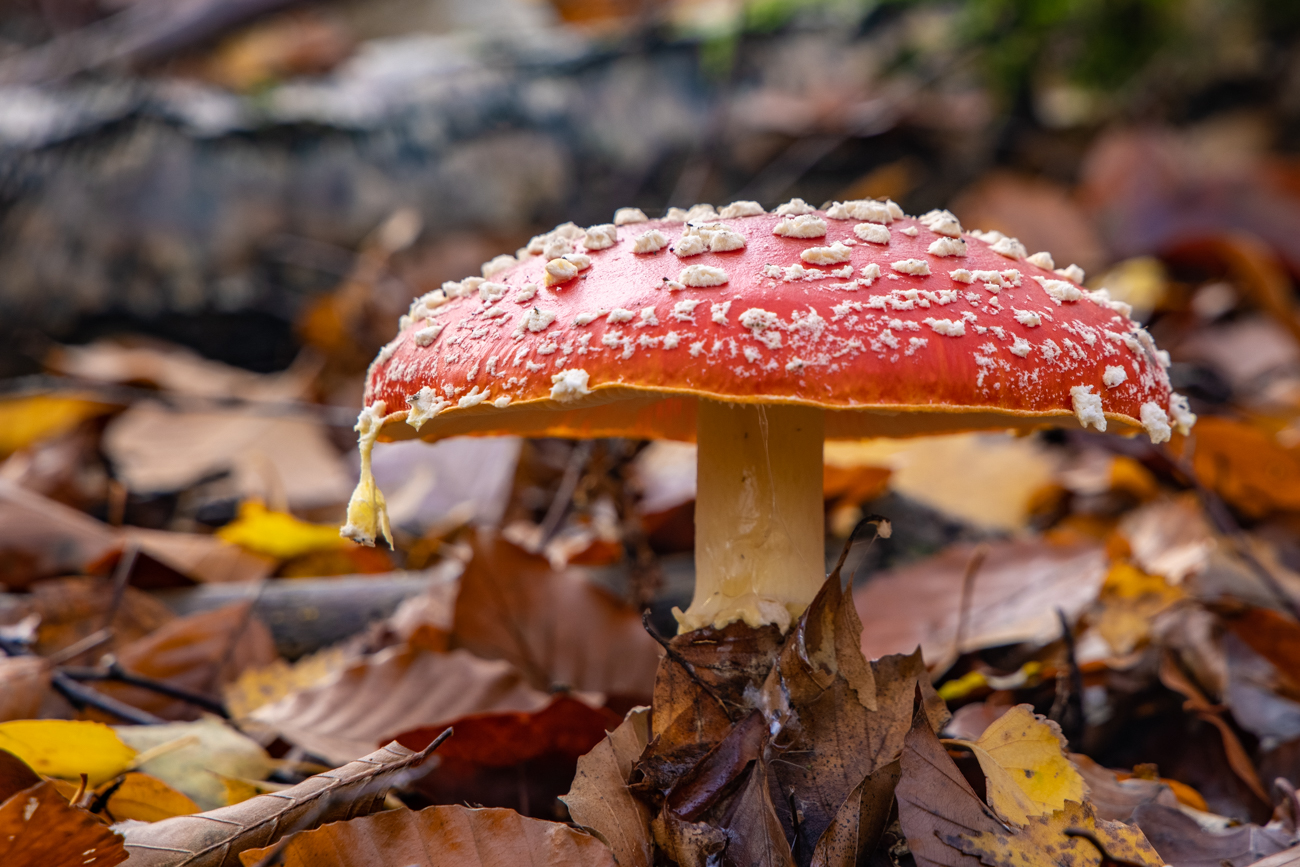 Dieser hier ist noch gut in Schuss