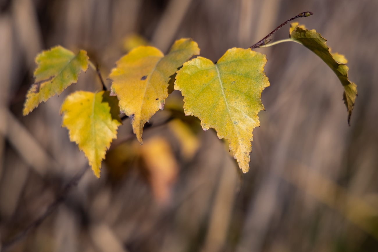 Herbstlich gef&auml;rbte Bl&auml;tter einer Papierbirke