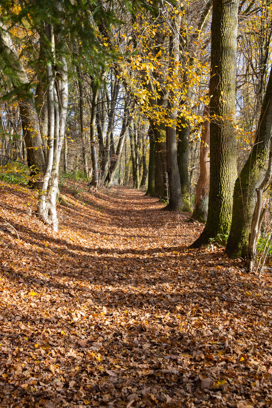 Sch&ouml;ner Waldweg ;-)