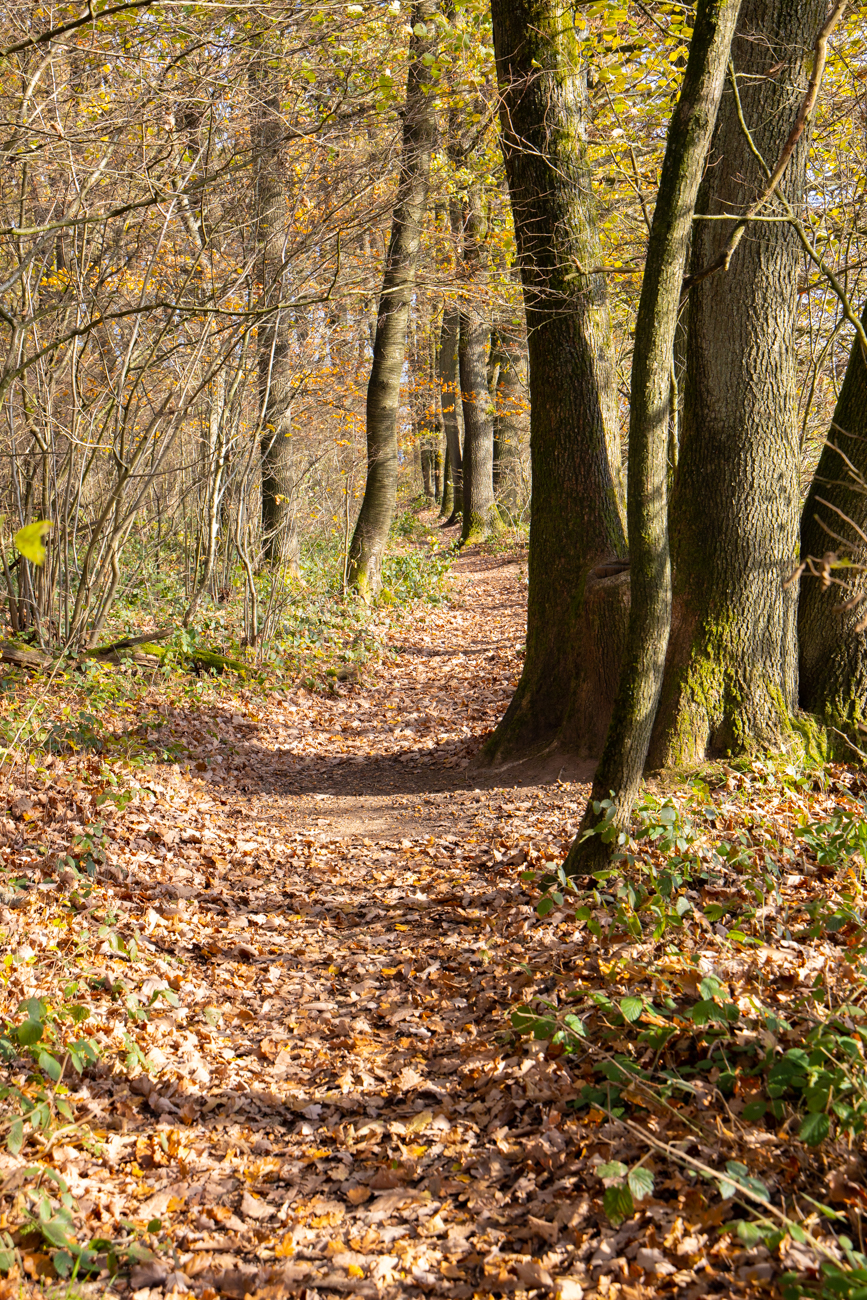 Wieder auf einem sch&ouml;nen Waldweg