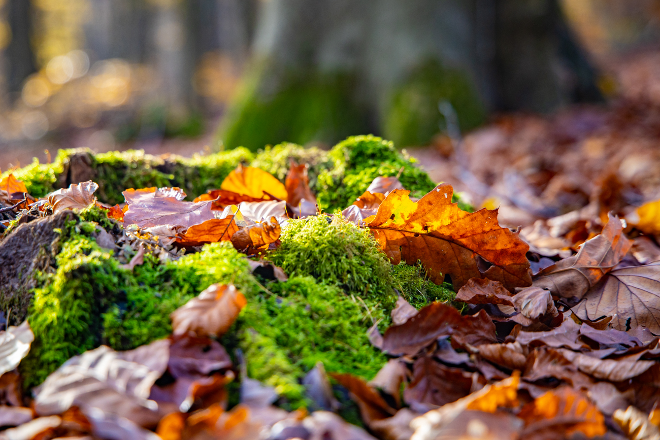 Herbstliche Farbenpracht