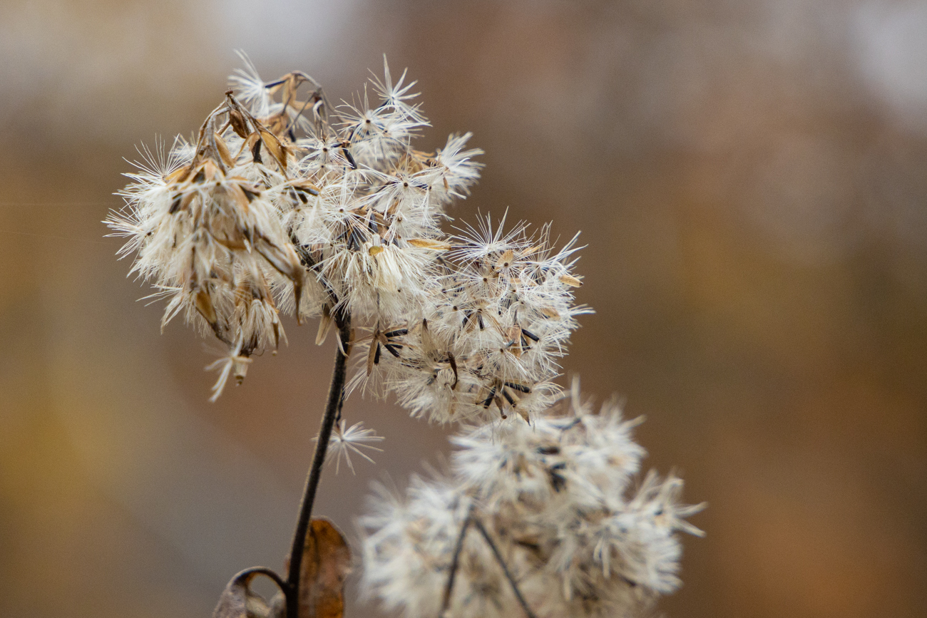 Ob die Samen noch verweht werden?