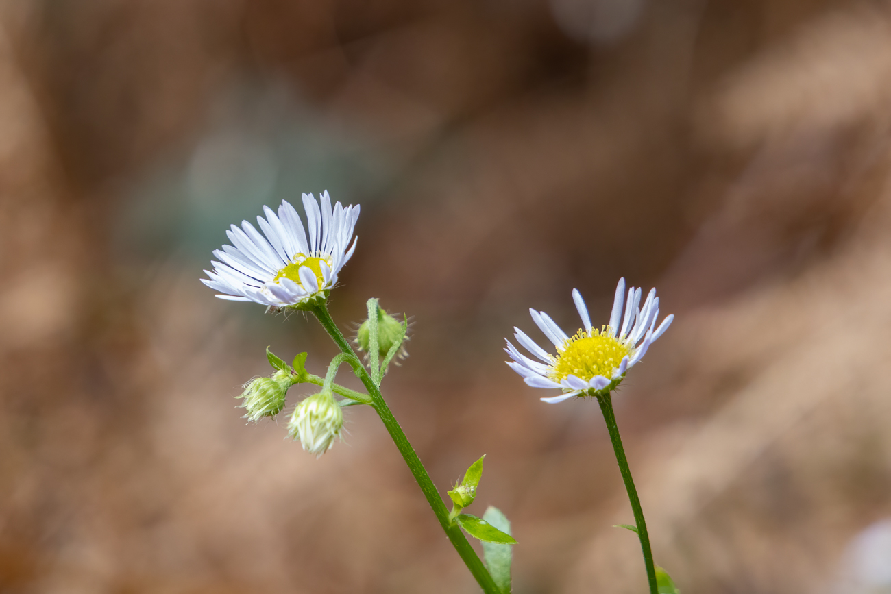 Kleine Sch&ouml;nheiten im November