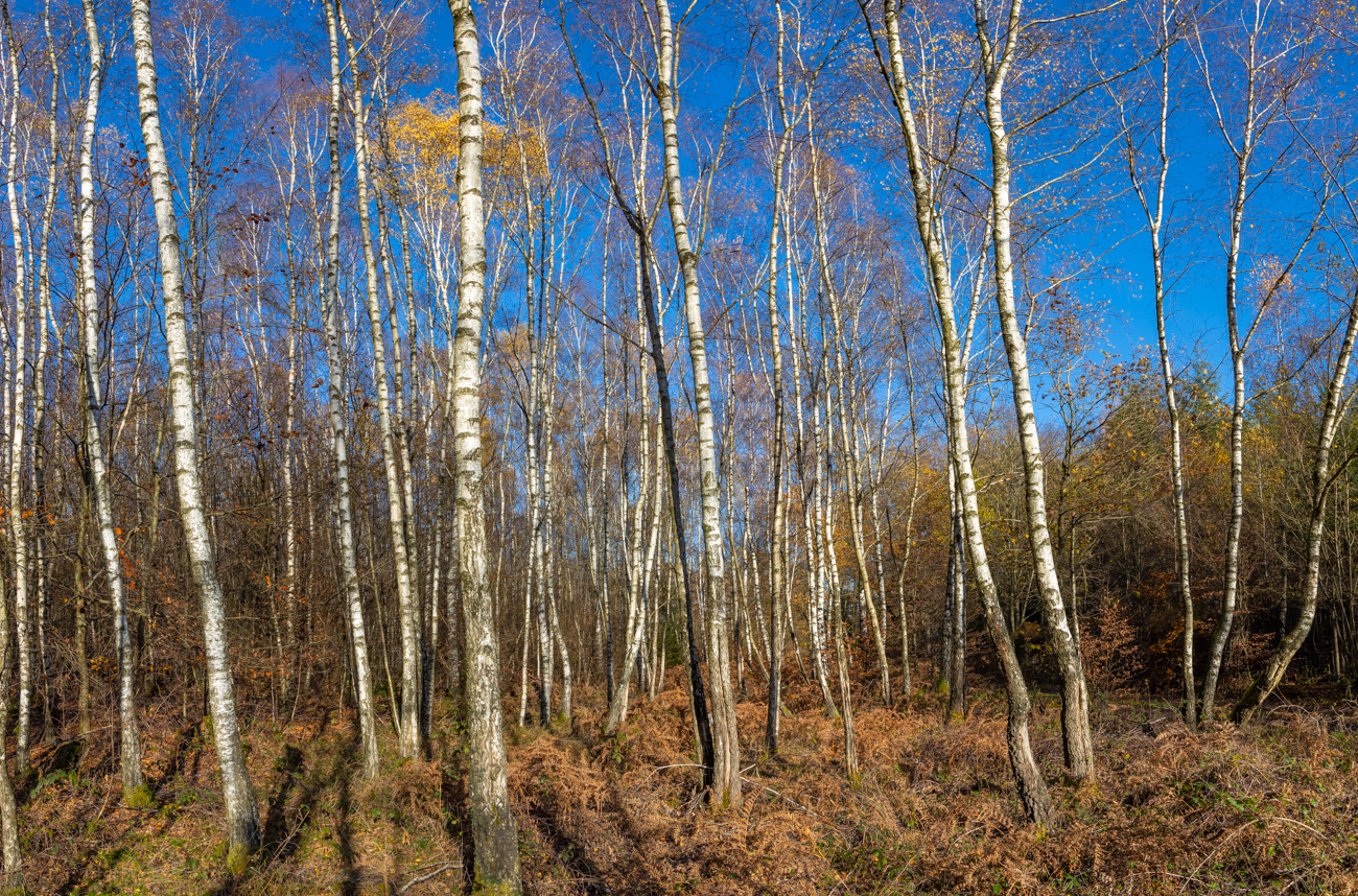 Sch&ouml;nes Birkenw&auml;ldchen ...