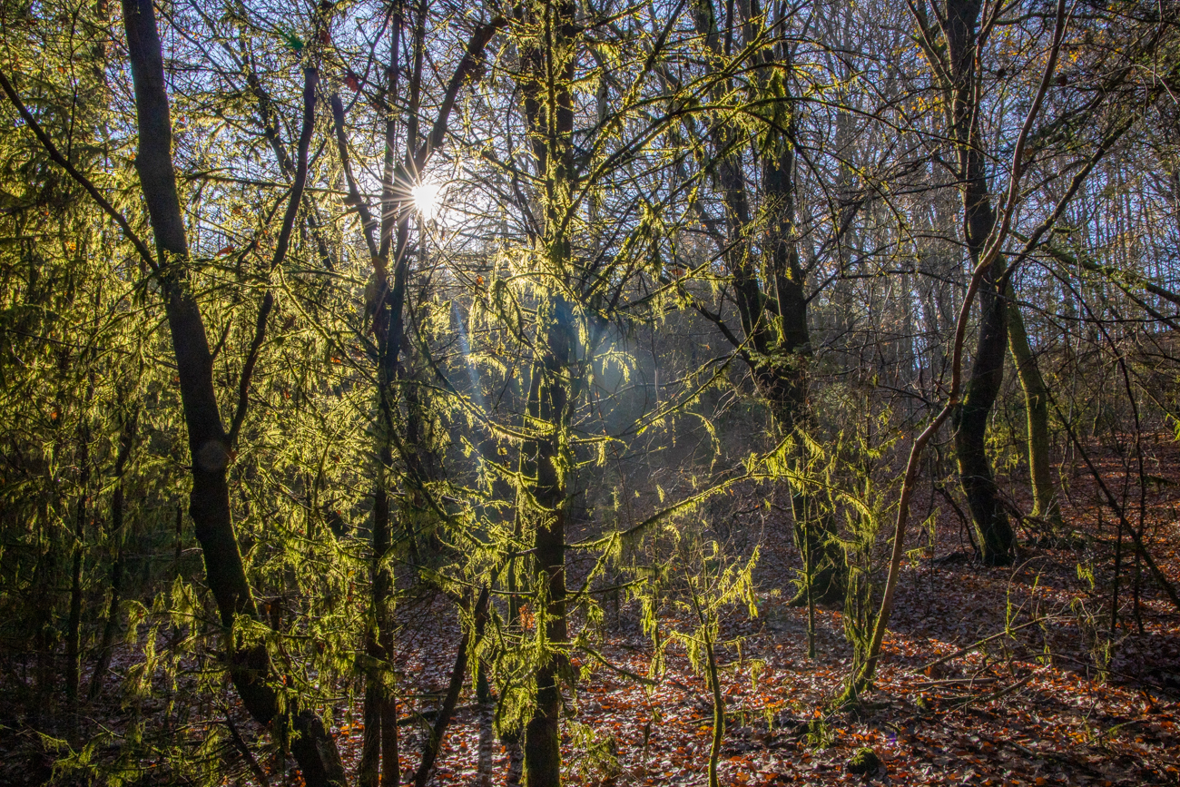 ... an den B&auml;umen ...