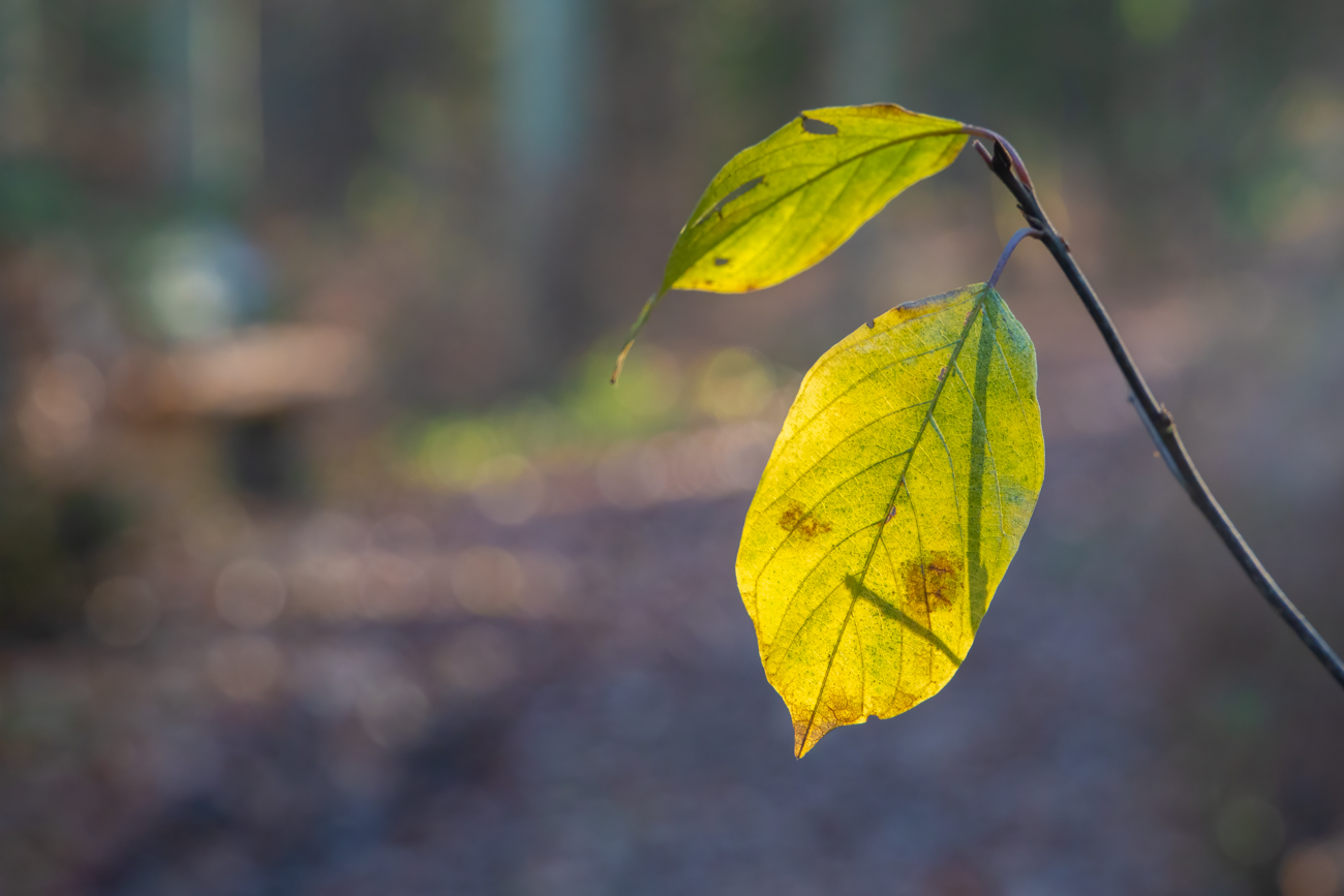 Lichtdurchstrahltes Blatt