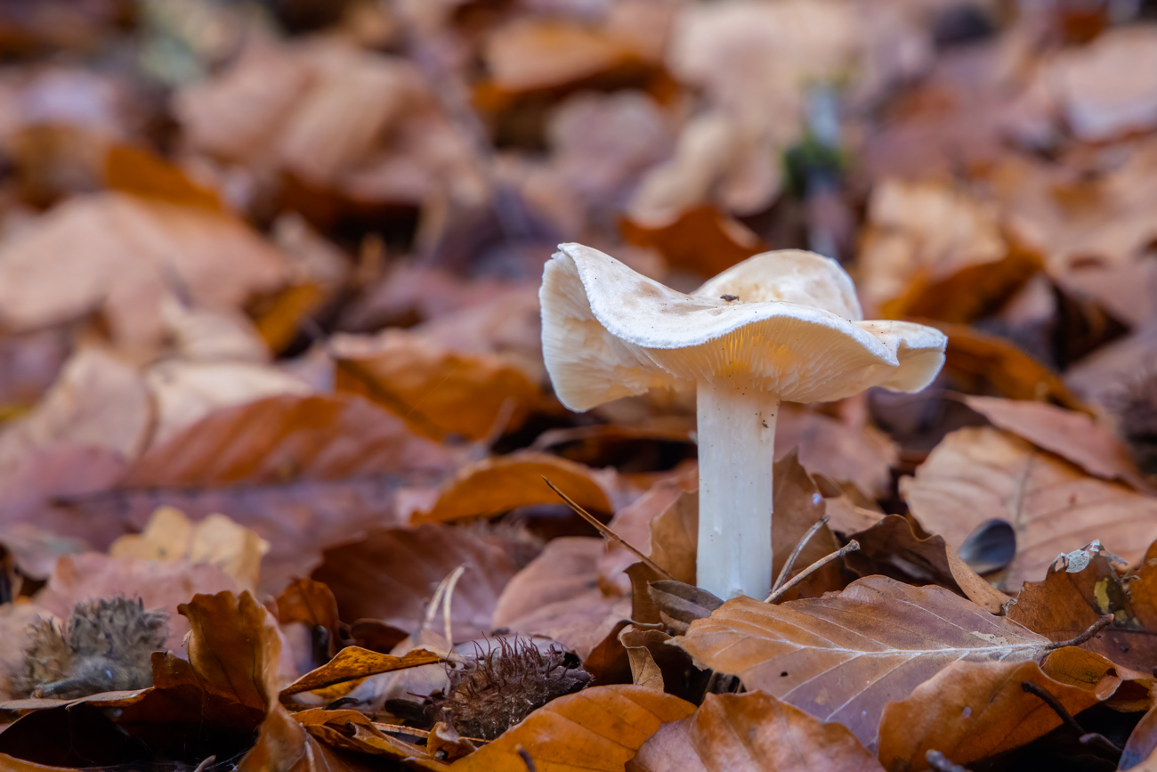 Einer der wenigen Pilze unterwegs