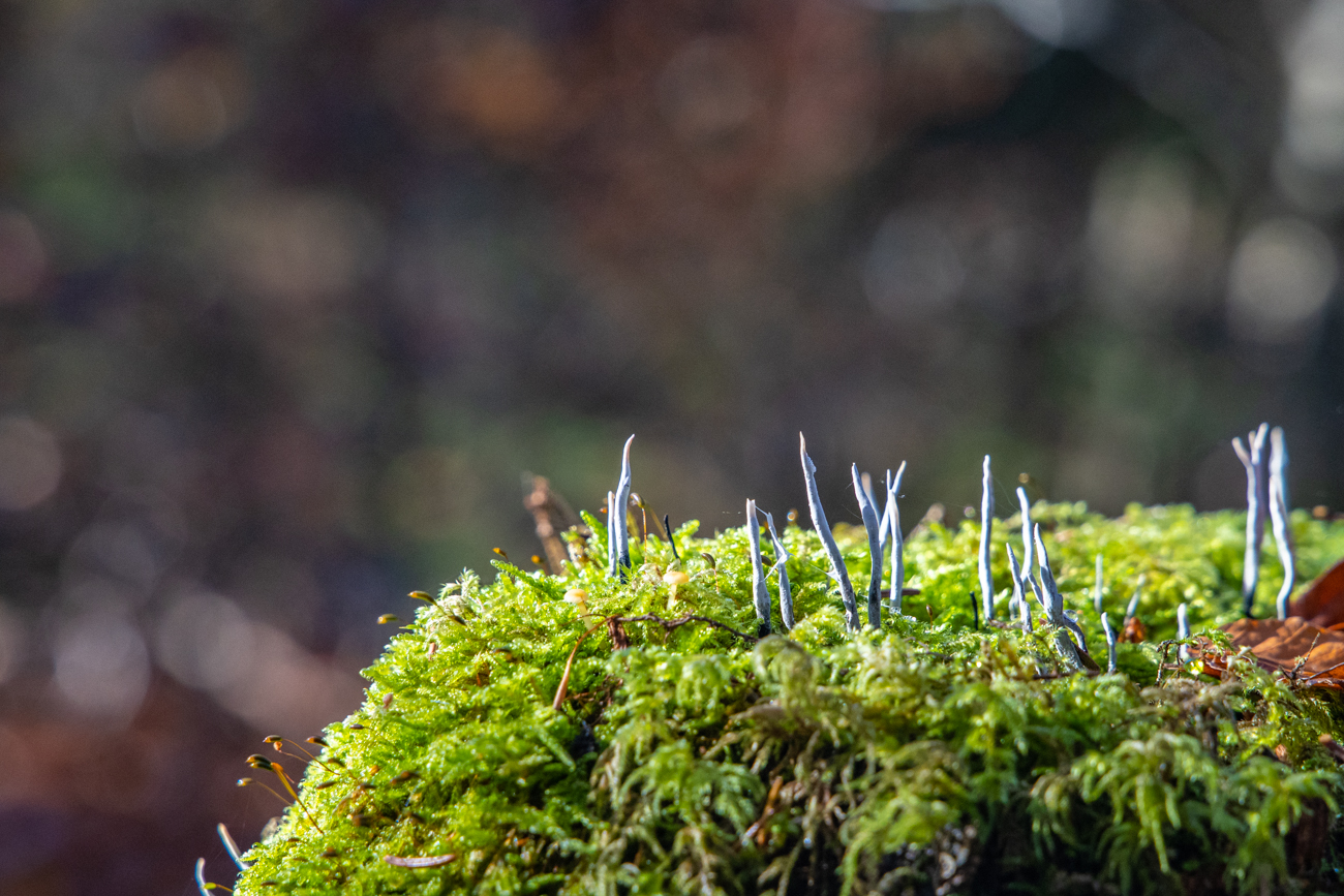 ... wachsen auf den Baumst&uuml;mpfen