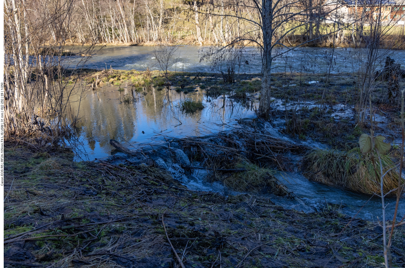 Kleiner Biberdamm an der Wertach
