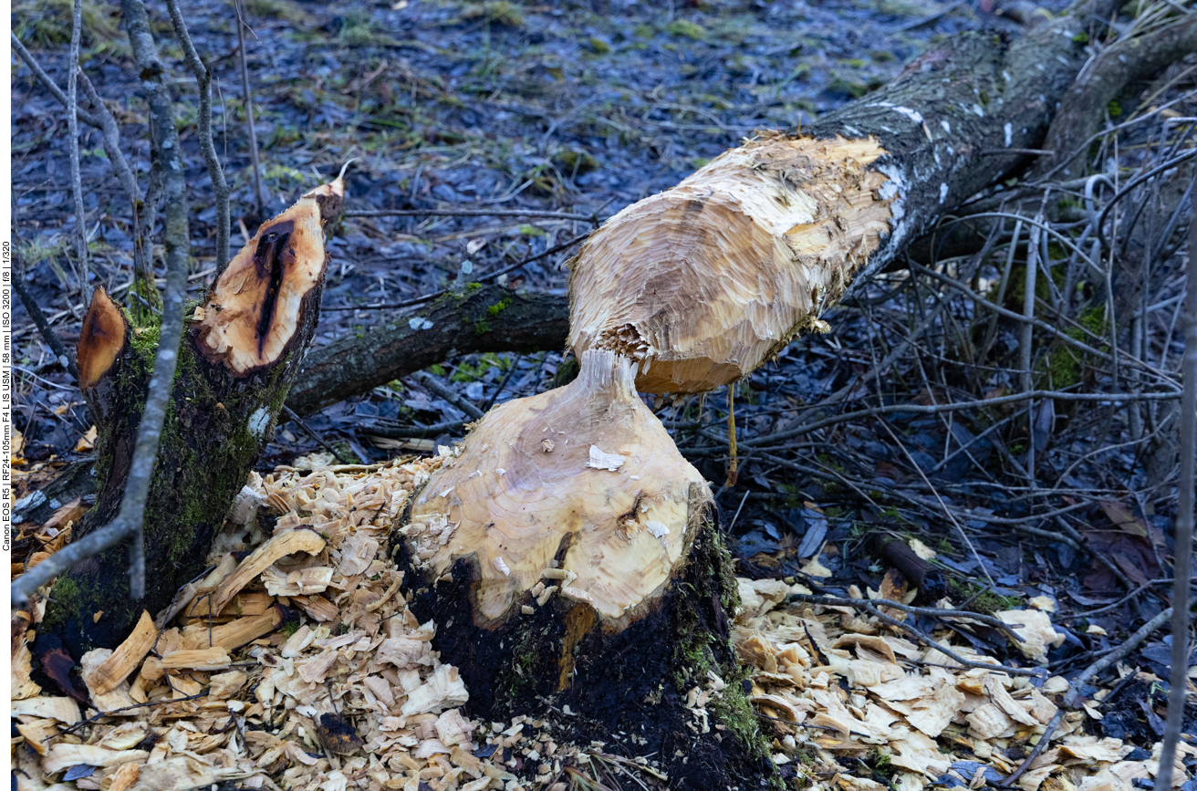 Biberische Baumfällarbeiten ;-)