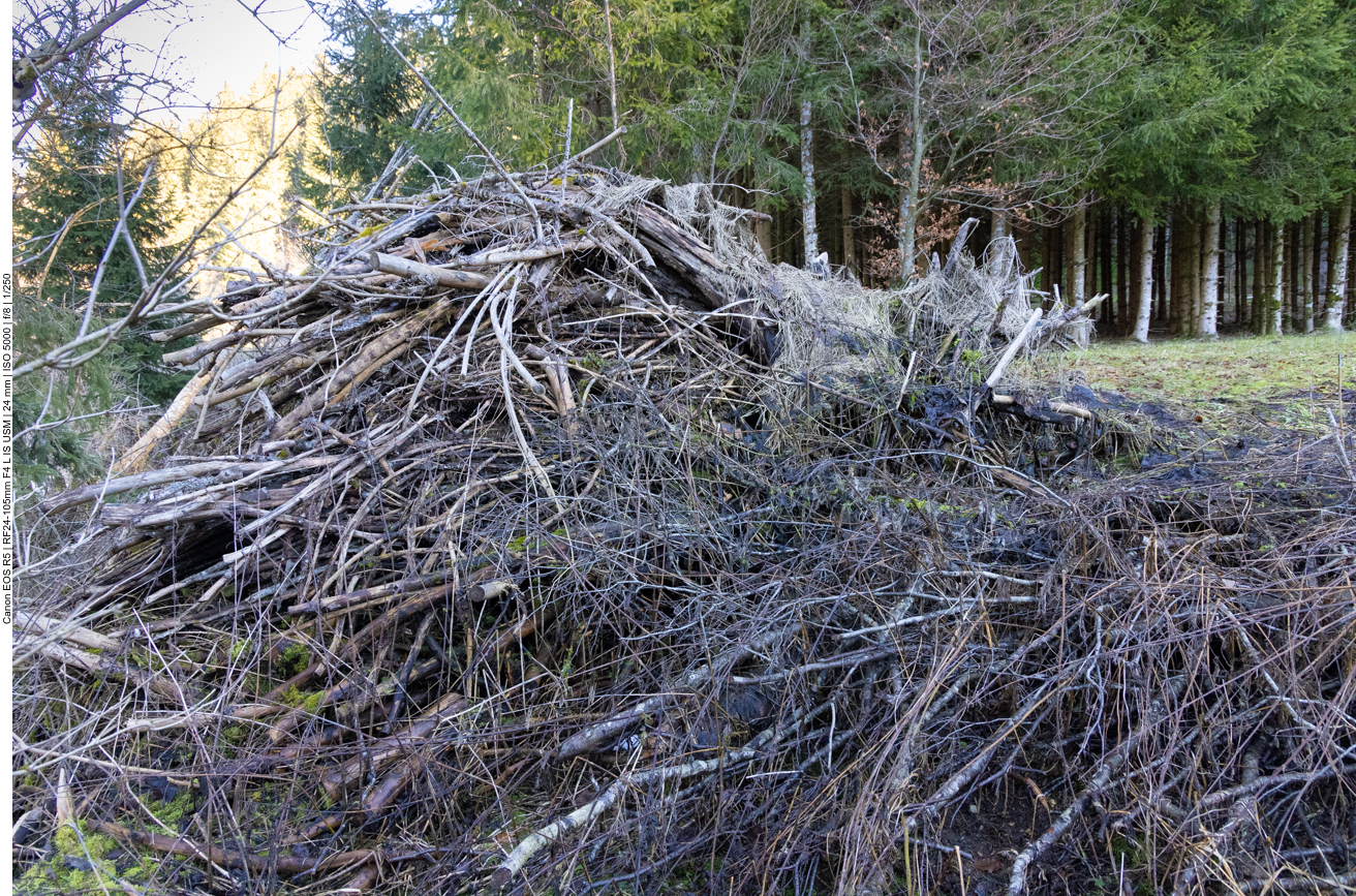 Ob das eine Biberburg ist?