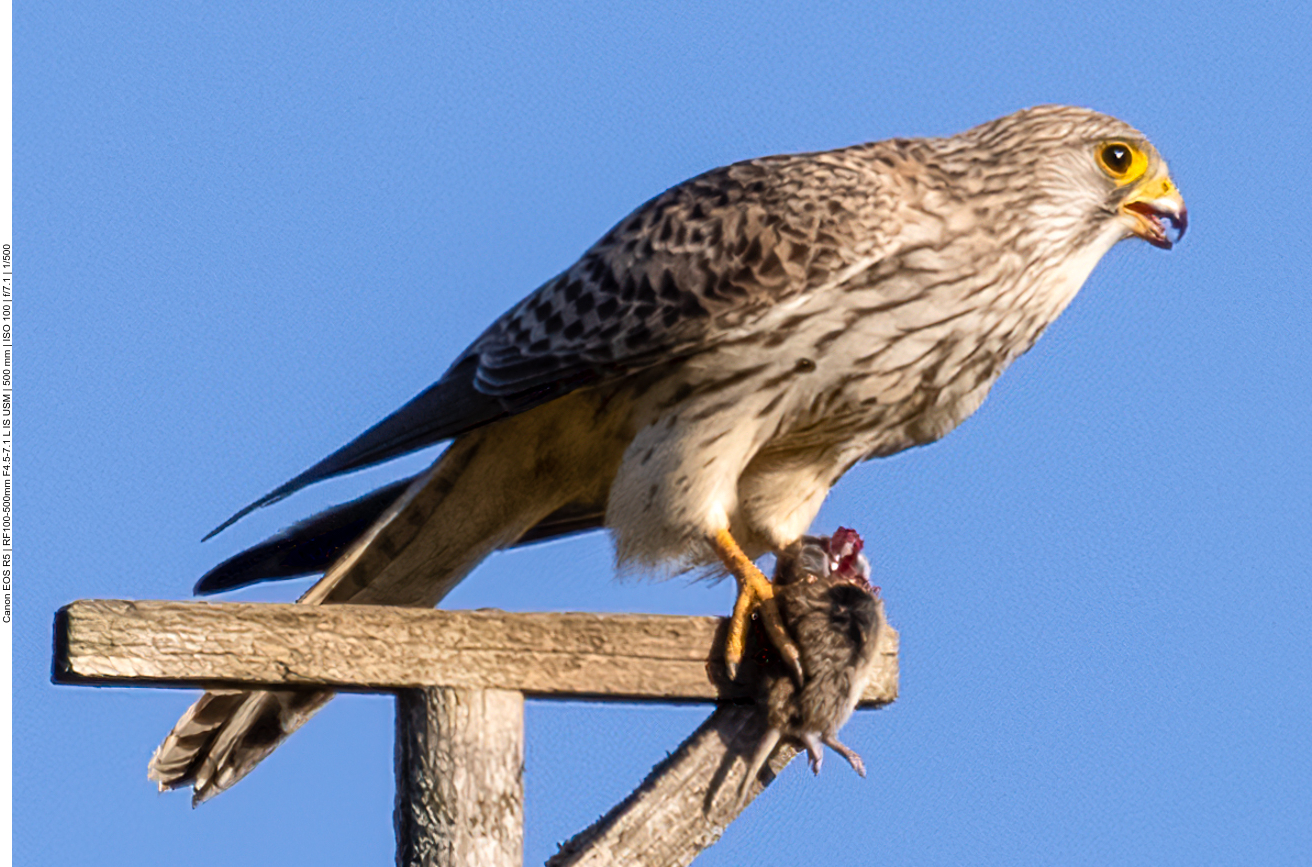In der starken Vergrößerung sieht man seine Beute