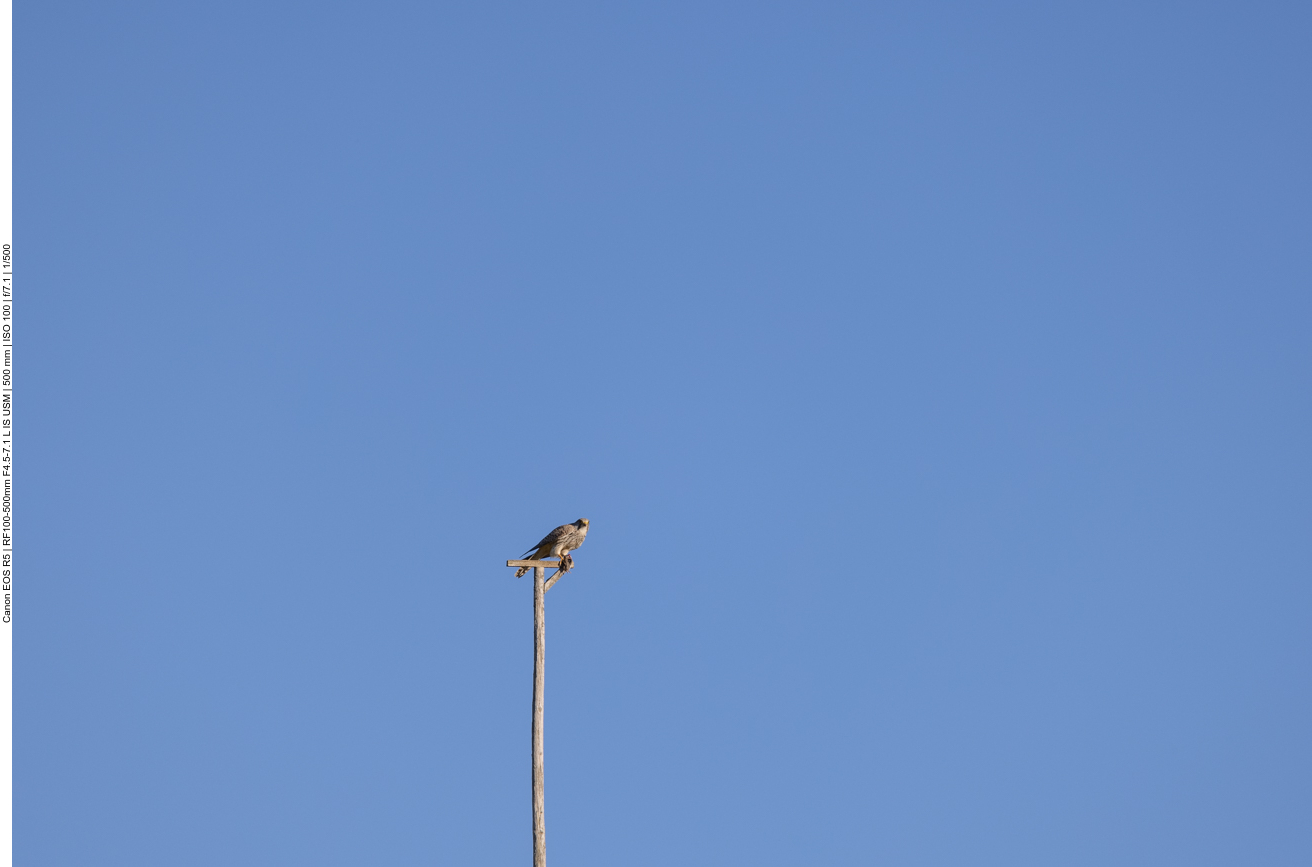 Leider ist der Bussard viel zu weit weg