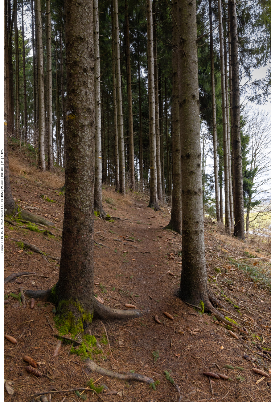 Aufstieg durch den Wald