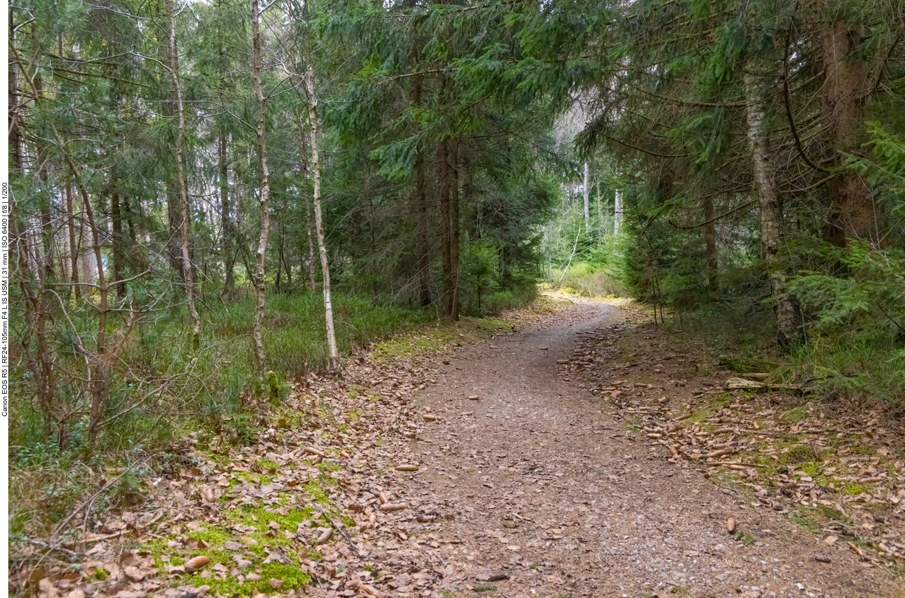 Waldweg durch das Moos