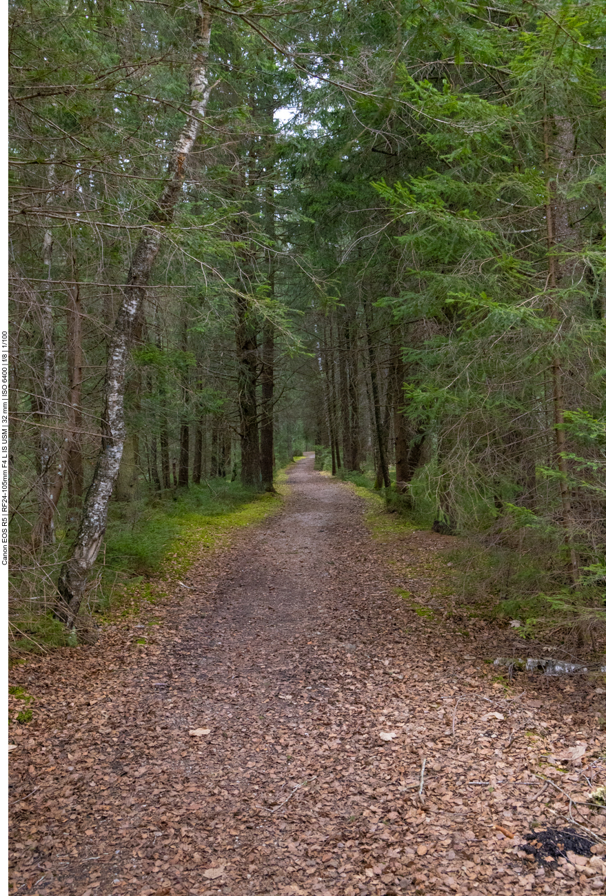 Waldweg durch das Moos