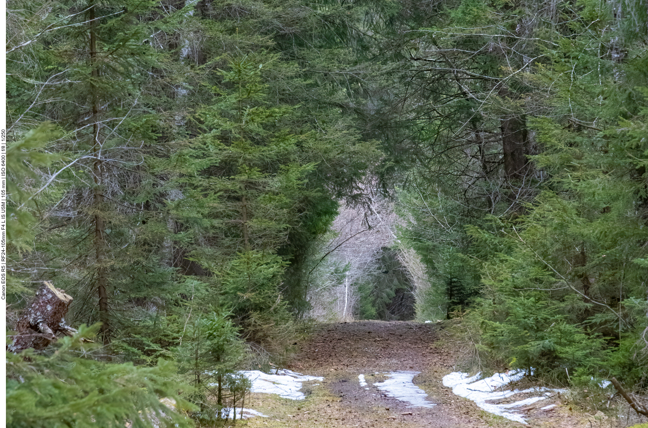 Die Birken sind wie ein Tor geformt