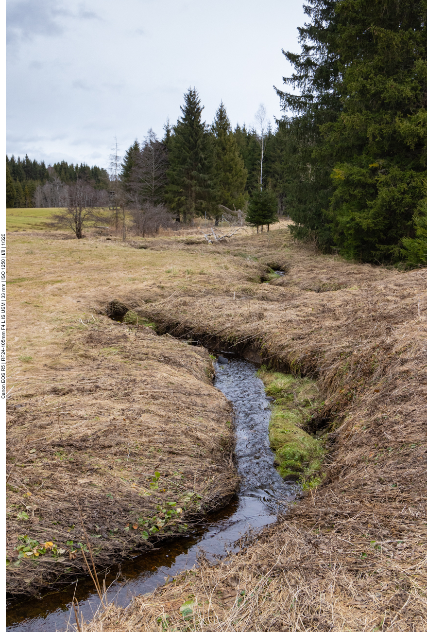 Bachlauf durch das Moos
